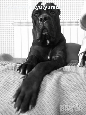 Кане Корсо женска Катлея, снимка 3 - Кане корсо - 53574859