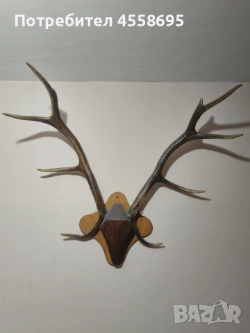 Еленови рога, снимка 1
