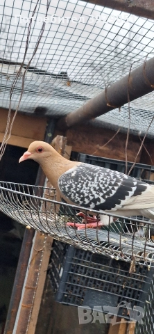 Продавам Нюмберски гълъби, снимка 5 - Гълъби - 52595904