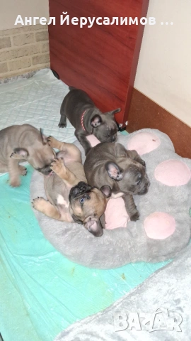 Уникални кученца френски булдог. , снимка 9 - Френски булдог - 53716204