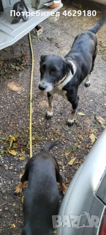 Кученца за осиновяване