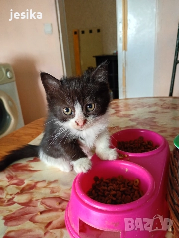 малки сладки котенца полуперсийчета , снимка 9 - Други - 52403277
