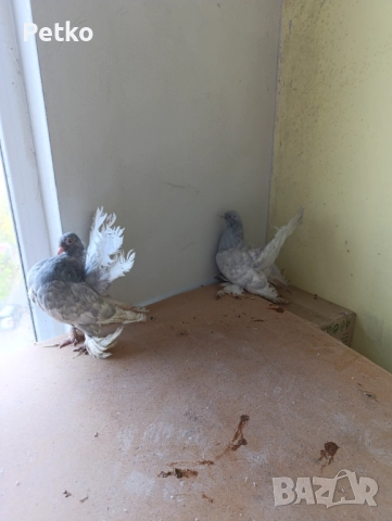 Гълъби ростовски