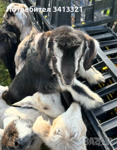 Ярета сукалчета