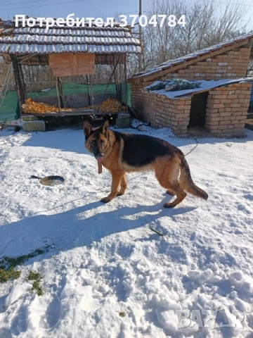 Продавам немска овчарка , снимка 9 - Немска овчарка - 53163238