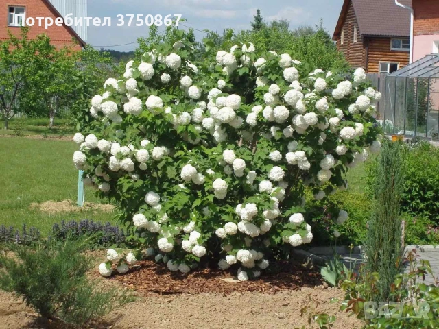 🩷🌿🌸 Калина „Снежна топка“ (Viburnum opulus ‘Roseum’ / “Boule de Neige”), снимка 2 - Градински цветя и растения - 54037022