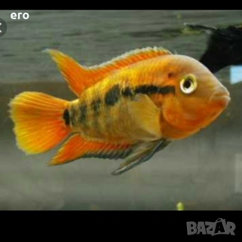 Херотилапиа мултиспиноза