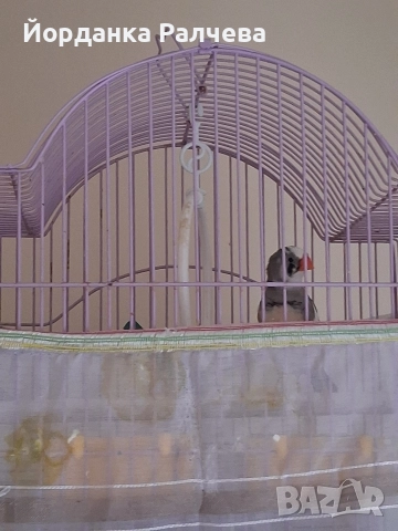 Птици Финки, снимка 2 - други­ - 52884394