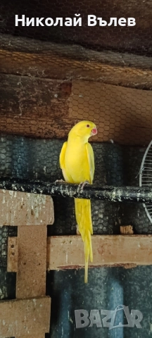 Женски малък Александър , снимка 4 - Папагали - 52464169