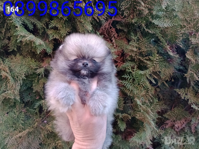 Мини Померан. Реални снимки от 16.03.26 г. Миниатюрно момче ., снимка 4 - Померан - 53854224