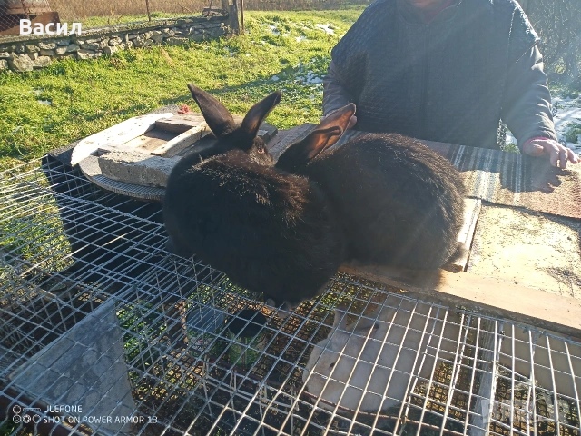 Зайци домашни , снимка 7 - Други животни - 51395663
