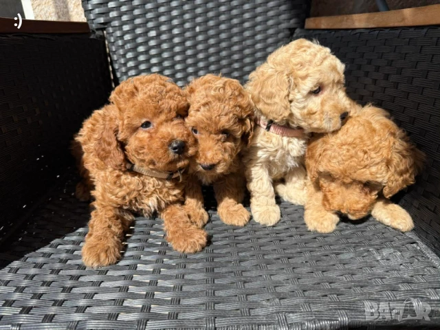 Мини Пудели Актуално от 6.2.2026