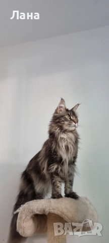 Коте Мейн Кун , снимка 4 - Мейн кун - 52131284