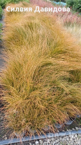 Карекс Прериен огън , снимка 2 - Други стоки за дома - 52024086