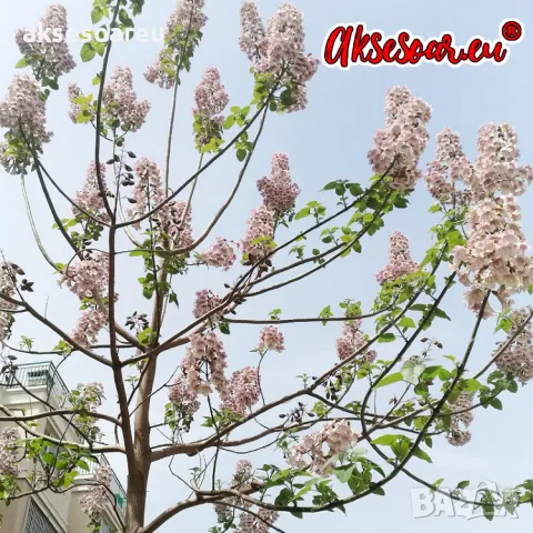 Продавам 400 семена от медоносно дърво пауловния томентоса за пчелари дървен материал сянка на двора, снимка 9 - Сортови семена и луковици - 50390012