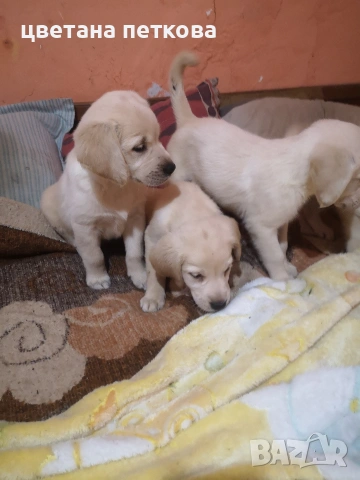 Лабрадор ретривър , снимка 5 - Лабрадор ретривър - 53220479