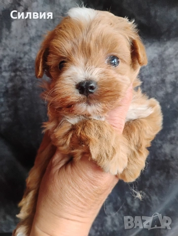 предлагам малтипу момчета, снимка 3 - Пудели - 53936425