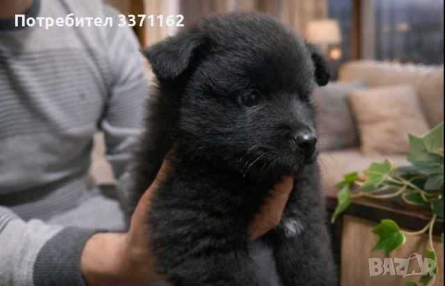 померански шпиц, снимка 1 - Померан - 53570784