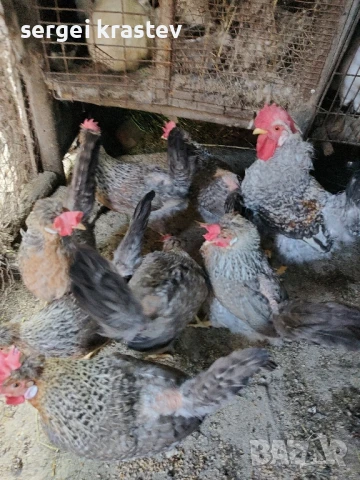 млади домашни петли , снимка 4 - други­ - 47610041