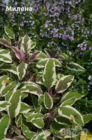 Салвия пъстролистна [Salvia officinalis Aurea] - разсад 