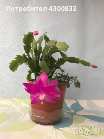 Коледниче/schlumbergera снимки 16.01.2025, снимка 2 - Стайни растения - 48509255