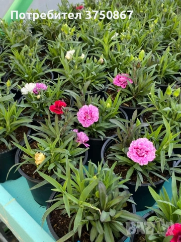 🧡💜🧡 Карамфил/Dianthus 🧡💜🧡, снимка 5 - Градински цветя и растения - 52139554