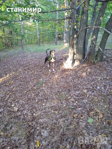 трицветно гонче, снимка 2 - Гонче - 52877981