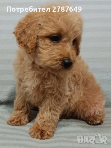 Кавапу, снимка 4 - Пудели - 53747805