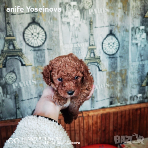 Продавасе Мини Пудел 