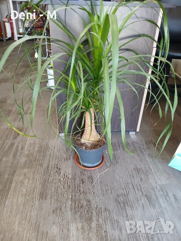 Бонсай Нолина 80см. на 70см.