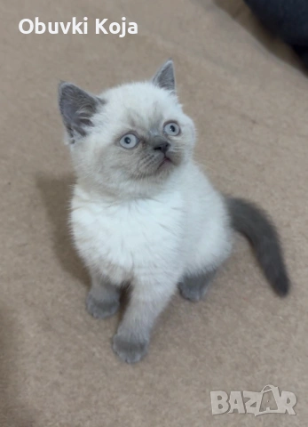 Не са красиви ами просто са уникалени , снимка 3 - Британска късокосместа - 53170781