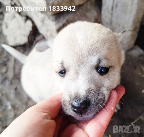 Кученца , снимка 4 - Други - 52580248