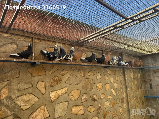 Гълаби неврени и лимонки, снимка 12 - Гълъби - 50813378