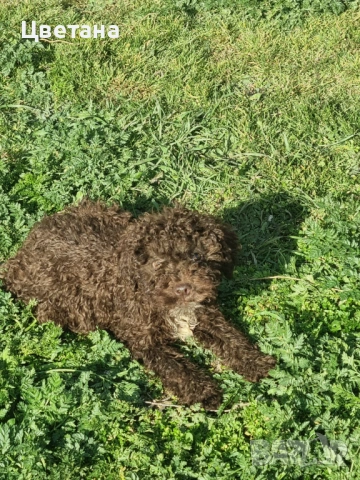 Лагото Романьоло, снимка 3 - Други - 53912287