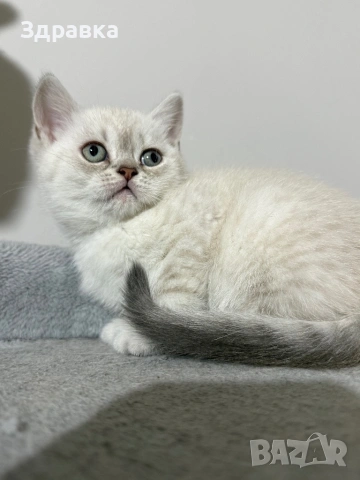 Сребърна чинчила  бебета