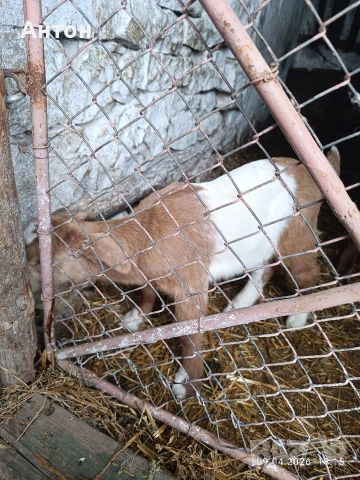 Продавам яренца сукалчета , снимка 7 - Кози - 54150580