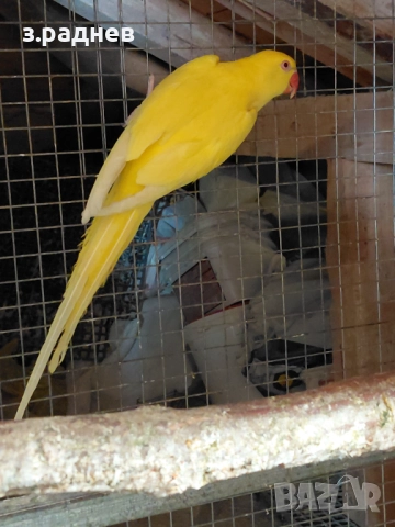 Женски малък александър на 3г, снимка 3 - Папагали - 52271334