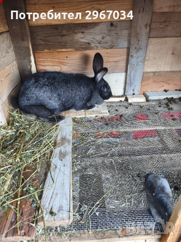 зайци , снимка 2 - Декоративни зайчета - 52909538