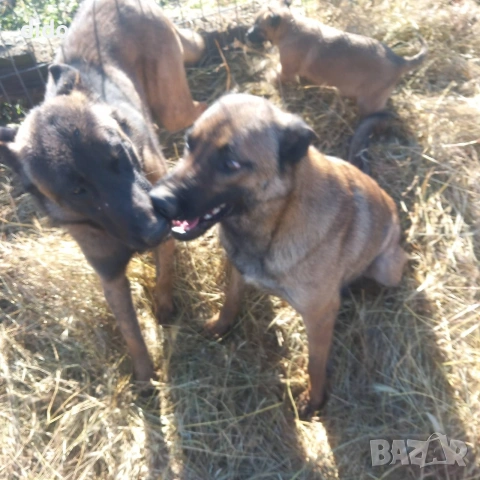 Продавам белгийски овчарки/малиноа, снимка 4 - Белгийска овчарка - 53276339