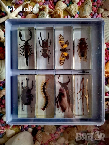 „Истински БУБОЛЕЧКИ и чудновати животинки“ – Пълна колекция (75 бр.), снимка 8 - Колекции - 53126815