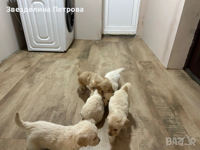 ГОЛДЪН РЕТРИВЪР, снимка 6 - Голдън ретривър - 54084435