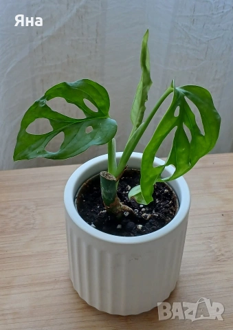 Мини растения - епипремнуми, дяволски бръшлян,монстера