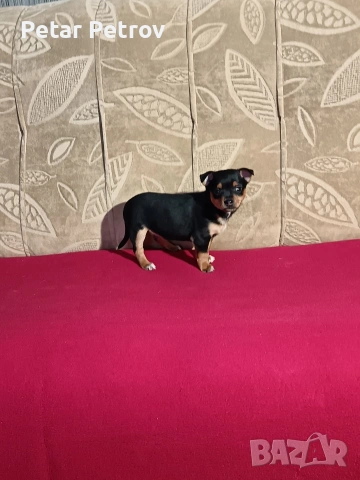 Пинчер мини , снимка 8 - Пинчер - 53690500