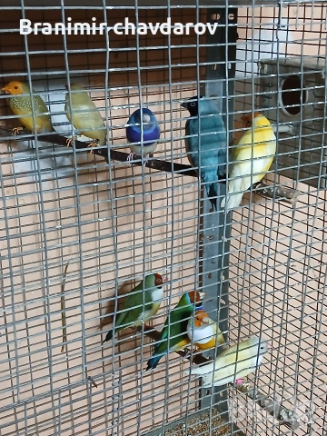 продавам гулдови папагалови и други амадини, снимка 6 - Амадини - 53966911