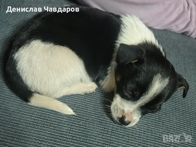 Продавам мини пинчер