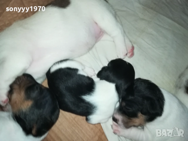 ДЖАК РЪСЕЛ БЕБЕТА-УНИКАЛНИ СЛАДУРИ 250ЛВ ЗА ЕДНО 0109251927, снимка 4 - Джак ръсел териер - 51570062