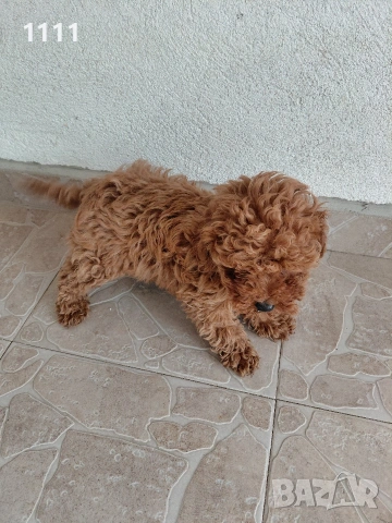 Пудел Той Тийкъп , снимка 7 - Пудели - 54243761