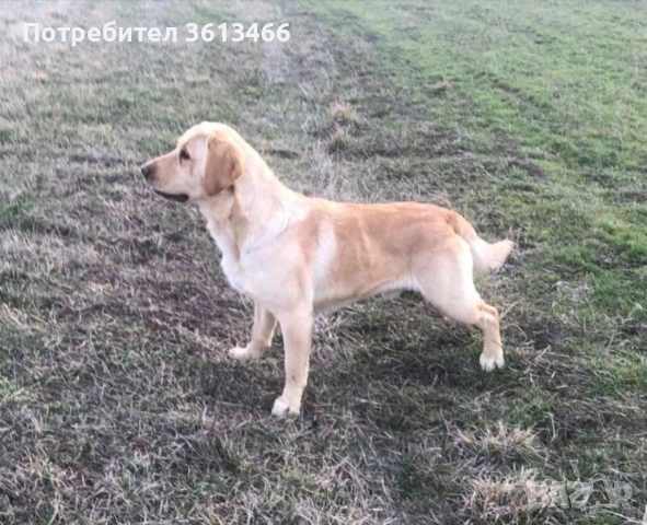 Лабрадор ретривър бели женски, снимка 6 - Лабрадор ретривър - 52872937