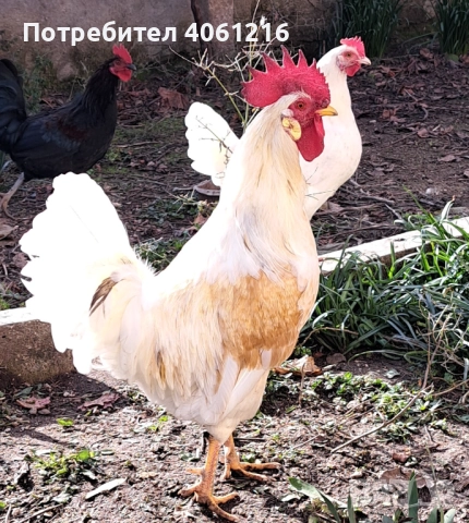 Петли и кокошки Пловдив , снимка 3 - други­ - 52627686