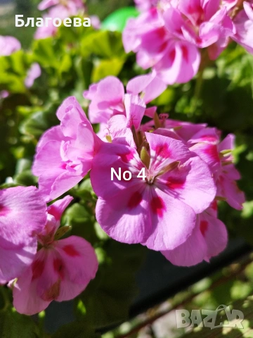 Комплект вкоренени резници Мушкато 5 бр - 5 цвята